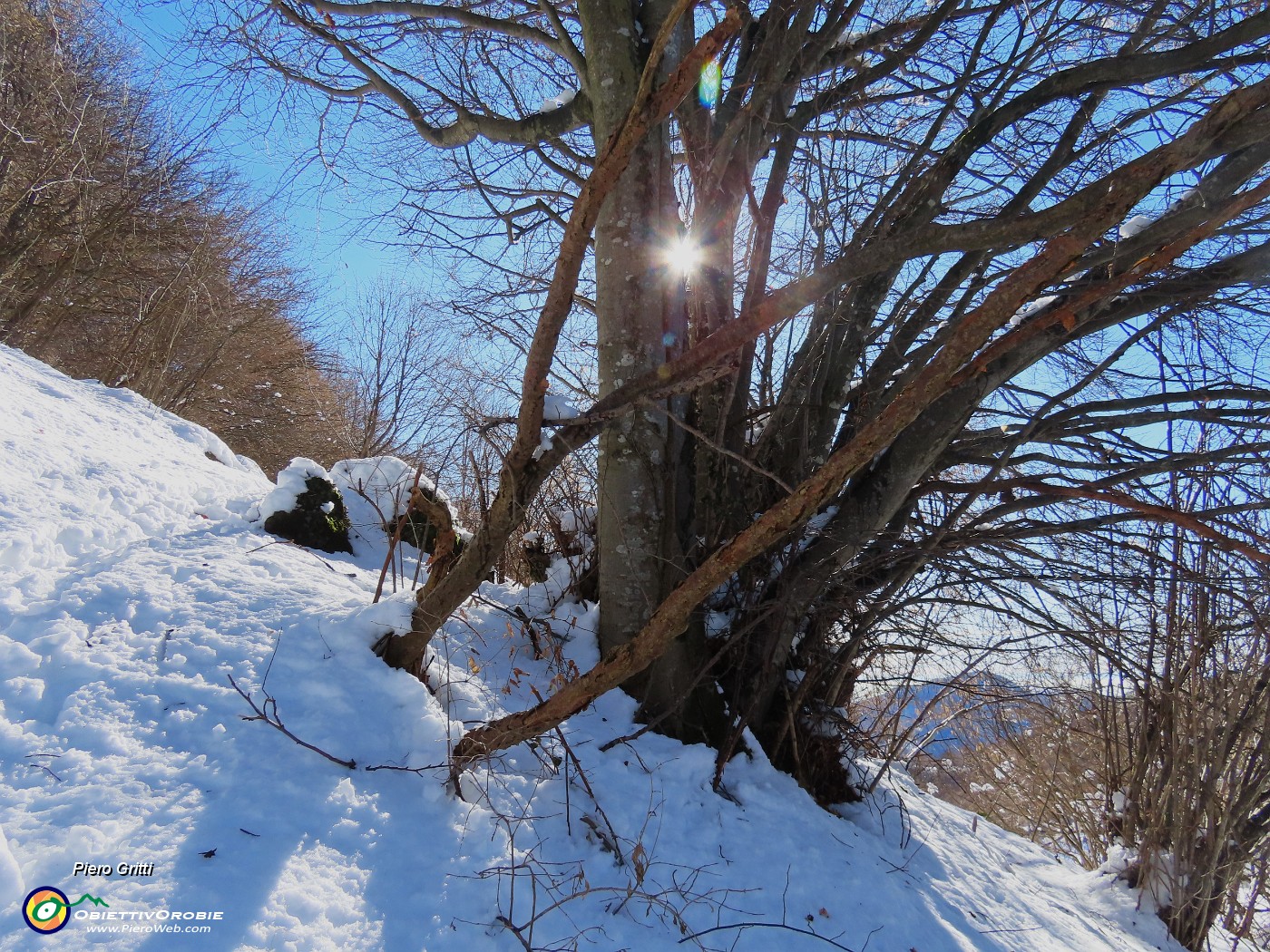 36 Faggi controsole.JPG